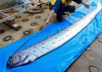 Tak Hanya di Jepang, Ikan Laut Dalam Kembali Tertangkap Nelayan di Peru, Sebuah Resor Wisata Siaga Gempa!