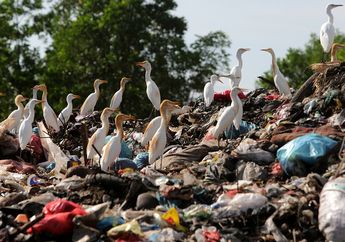 Foto-foto Kawanan Burung Kuntul Ini Bikin Kita Kesal dengan Sampah