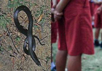 Seorang Anak Digigit Ular Hitam, Ditelantarkan Dokter di Rumah Sakit hingga Pingsan dan Meninggal Dunia