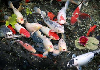 Punya Kolam Ikan di Rumah, Ikuti Panduannya Agar Ikan Koi Tetap Hidup