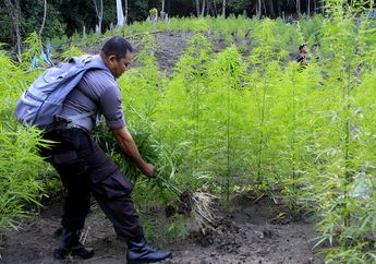 Berjalan Menembus Hutan Aceh, Polisi Musnahkan Ganja. Lihat Fotonya