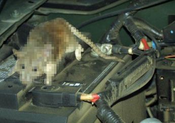 Tikus Pilih Area Mesin Mobil untuk Bikin Sarang, Lah Kok Bisa Sih