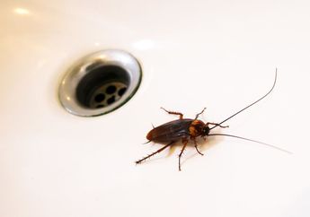 Bunuh Tikus, Semut dan Kecoa dengan Bahan Alami Berikut Dalam Semalam