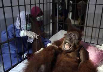 Sempat Jadi Kepala Berita New York Times, Pelaku Penembakan Orangutan Ini Diganjar Hukuman Ringan. Begini Kondisi Terkini Si Korban Orangutan