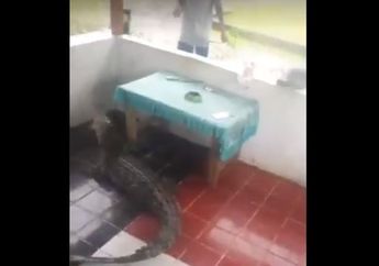 Heboh, Kemunculan Seekor Buaya yang Terdampar di Teras Rumah Warga Pasca Banjir Bandang Sentani