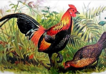 Bukan Mitos, Ayam Berkokok di Malam Hari Ternyata Ramalan Hari Esok!