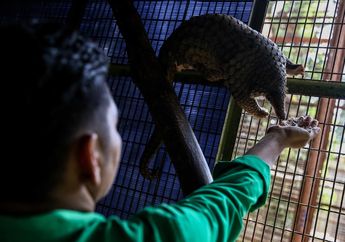 Intip Yuk Aksi Para Perawat Satwa Ragunan yang Penuh Cinta Kasih