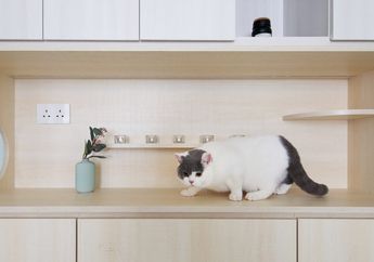 Tata Letaknya Fleksibel, Apartemen Ini Dirancang Agar Nyaman untuk Penghuni dan Hewan Peliharaannya