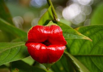 Takut Terbawa Mimpi, Tampilan Bunga Satu Ini Mirip dengan Bagian Tubuh Manusia, Serem atau Serem?