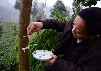 Meniliki Kebiasaan Aneh Warga Lokal di Cina yang Suka 'Memberi Makan' Pohon, Siapa Sangka Benar-benar Bikin Subur!