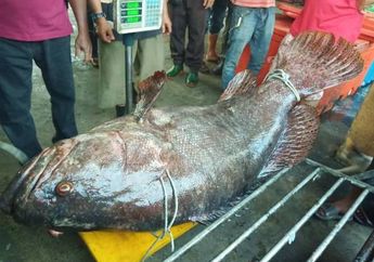 Berita Ikan Raksasa Terbaru Hari Ini Jadi Penyanyi