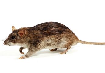 Dilarang di Indonesia, Daging Tikus Jadi Favorit di Negara Ini!