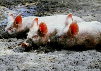 Kaki Bocah 10 Tahun Ini Membusuk Setelah Asyik Bermain di Kandang Babi