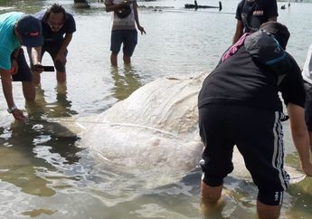 Benda Asing dari Dalam Perutnya Masih Misteri, Bangkai Ikan Mola Dikuburkan di Tepi Teluk Ambon