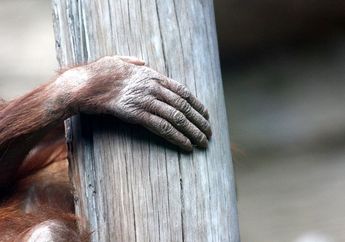 Demi Uang Rp 1 Miliar, 3 WNI Selundupkan Orang Utan ke Malaysia untuk Hewan Sirkus dan Peliharaan