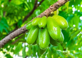 Dihindari Karena Rasanya yang Kecut, Siapa Sangka Belimbing Wuluh Simpan Segudang Manfaat yang Tak Kalah dari Obat!