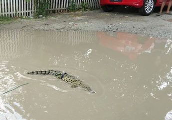 Jalan Depan Rumah Tak Segera Diperbaiki, Warga Lepas Buaya Sebagai Aksi Protes