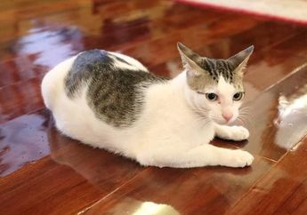 Remaja Ini Alami Gangguan Mental Skizofrenia Setelah Dicakar Kucing