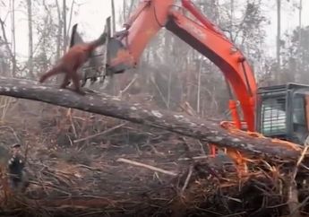 Sedih! Orangutan di Kalimantan Barat Melawan Ekskavator yang Merusak Habitatnya
