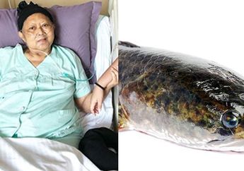 Jadi Makanan yang Bisa Selamatkan Nyawa Ani Yudhoyono, Ikan Gabus Juga Mampu Atasi Penyakit Mematikan Selain Leukimia