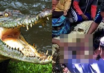 Disangka Makan Manusia Video Penagkapan Buaya di Maluku Viral, Warga Temukan ini Saat Belah Perut Buaya