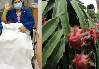 Selain Ikan Gabus, Sutopo Purwo Juga Minta Ani Yudhoyono Minum Jus Buah Ini agar Sembuh dari Leukimia