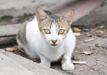 Sadis, Pemerintah Australia Berencana Bagikan Sosis Beracun untuk Membantai Kucing Liar!