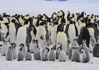 Sedih! Satu Keluarga Penguin Ini Tenggelam dan Musnah di Antartika. Kok Bisa?