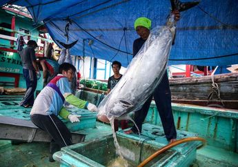 Kaleidoskop 2019: Tuna hingga Lobster Indonesia Kini Rajai Pasar Dunia, Semua Berkat Aksi Menteri Susi Tenggelamkan Ratusan Kapal