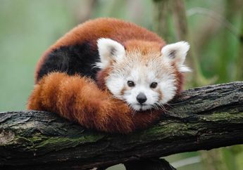 Jarang yang Tahu! Ini 7 Hewan Lucu Asing yang Gemesin Banget!