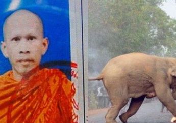 Biksu ini Relakan Tubuhnya Diinjak Gajah Liar Hingga Tewas Karena Hal ini