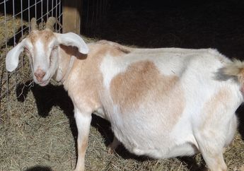 Perkosa Kambing Tetangga, Pria Ini Diseret ke Pengadilan Usai Pemiliknya Dengar Suara Aneh dari Kandang