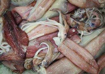 Menggemparkan! Pria Ini Temukan Ikan Hiu Didalam Perut Cumi-cumi yang Akan Dimasak, Ukurannya Betul-betul Diluar Dugaan