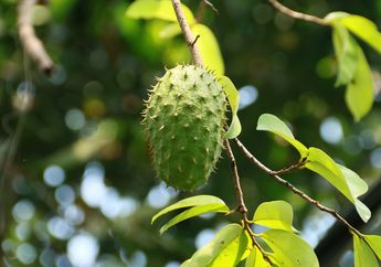 Cara Menghilangkan Asam Urat dengan Rebusan Daun dan Jus Buah Sirsak