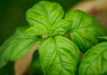Pantas Dijuluki Ratu Herbal, Daun Kemangi Ternyata Bisa Mencegah Penyakit Mematikan ini