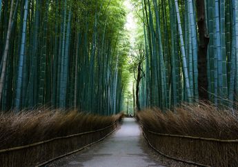 Enggak Hanya Punya Banyak Hutan Angker, Jepang Juga Ada Hutan Paling Indah di Dunia!