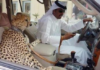 Hampir Punah, Cheetah Justru Dipelihara Crazy Rich Karena Hal Ini. Tega Banget!