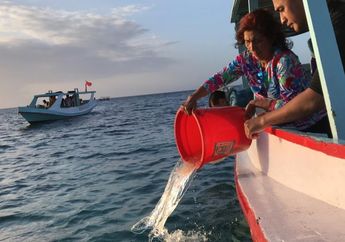 Tak Puas dengan Penjelasan Jokowi, Susi Pudjiastuti Kembali Serang Pemerintah: Pendapatan Ekspor Benih Lobster Lebih Murah dari Peyek Udang