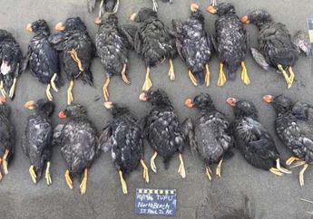 Studi Terbaru Ungkap Bagaimana 469 Spesies Burung Punah akibat Manusia