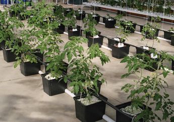 Agar Sukses, Pertimbangkan 5 Hal Ini sebelum Berkebun Ala Hidroponik
