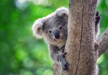 Hampir 500 Juta Hewan Mati Akibat Kebakaran Hutan di Australia, Koala Paling Menderita
