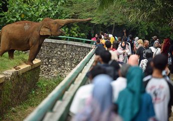 Terpantau Buka dan Tetap Ramai, Taman Margasatwa Ragunan Sudah Siapkan Hal Khusus Ini untuk Anda Berlibur Lebaran Bareng Keluarga