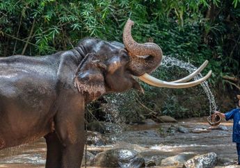 Suka Duka Pelihara Si Raksasa Sumatra, Ikut Main Air Hingga Atasi Masuk Angin