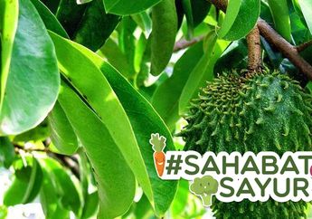 Renggut Nyawa Julia Perez Hingga Ani Yudhoyono, #SahabatSayur Ternyata Bisa Pakai Daun Sirsak Untuk Obat Herbal Kanker