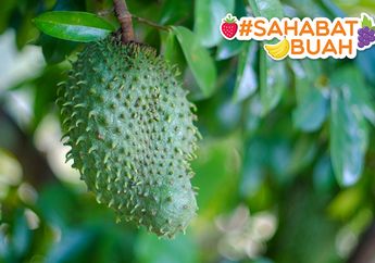 Buahnya Begitu Nikmat Jadi Jus, Tahukah #SahabatBuah Kalau Daun Sirsak Mampu Obati Penyakit Mematikan Seperti Kanker?