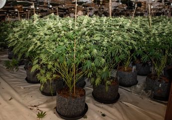 Bukti Visual Penggalian di Makam Kuno Cina Ini Nyatakan Manusia Isap Ganja Sejak 2500 Tahun Silam