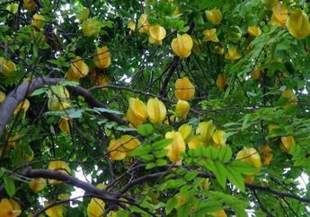 Meski Bantu Turunkan Tekanan Darah yang Tinggi, Tidak Semua Orang Boleh Konsumsi Buah Belimbing, Siapa Saja Mereka?