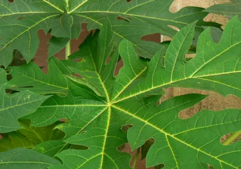 Meski Pahit, Daun Pepaya Punya 7 Khasiat Ini Kalau Kita Rutin Makan Setiap Hari!