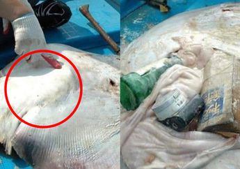 Viral, Ditemukan Bangkai Ikan Pari dengan Perut Buncit Tak Wajar, Ternyata Berisi Botol Kaca, Buku, dan Kamera Digital
