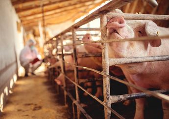 Ada Bakteri Kebal Antibiotik yang Bisa Menular dari Babi ke Manusia